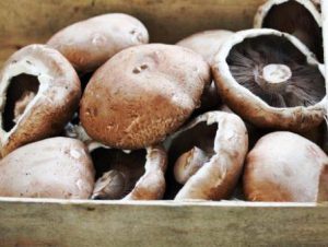Harga jamur portobello terbaru