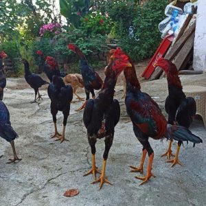 Kandang Umbaran Ayam Bangkok