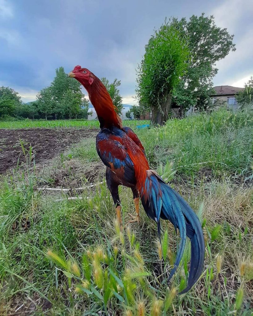 Ciri Ayam Bangkok Berkualitas