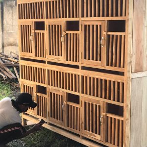 Kandang Ayam Bangkok Lahan Sempit