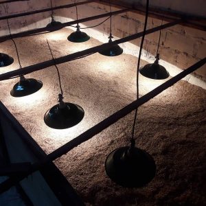 Kandang Postal Ayam Bangkok