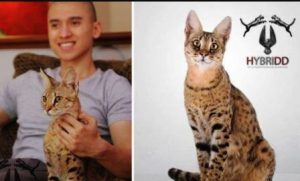 harga kucing Savannah F1