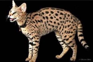 Harga kucing Savannah kecil