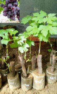 Harga Bibit Anggur Ninel