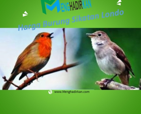 Harga Burung Sikatan Londo