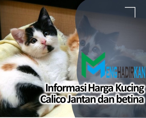Harga Kucing Calico Jantan dan betina