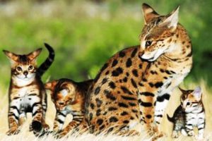 Harga Kucing Savannah