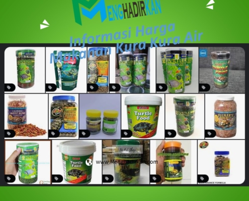 Harga Makanan Kura Kura Air