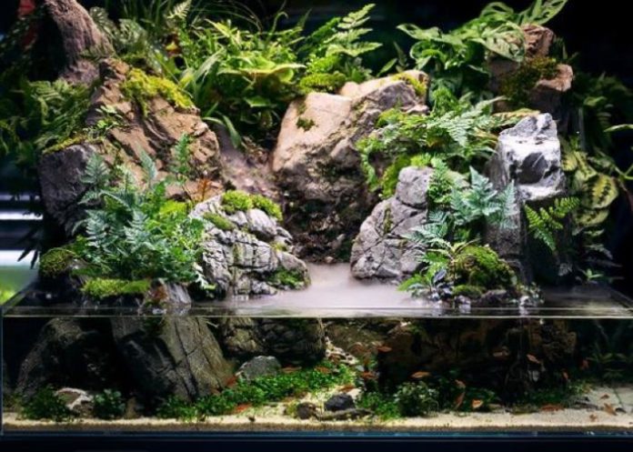 paludarium paludarium
