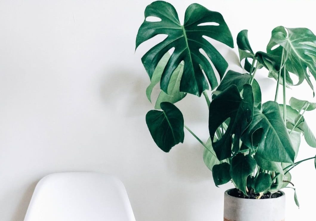 macam-macam tanaman hias monstera