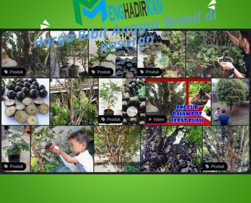 Harga Bibit Anggur Brasil di pasaran