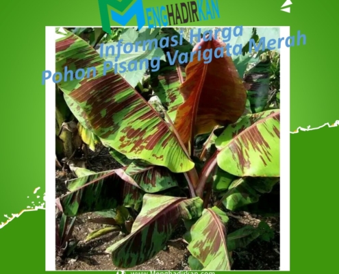 Harga Pohon Pisang Varigata Merah