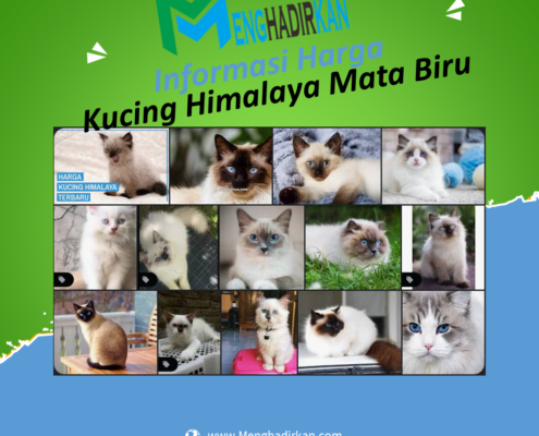 harga kucing himalaya mata biru
