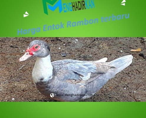 Harga Entok Rambon terbaru