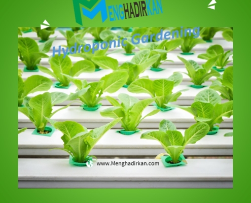 Hydroponic Garden