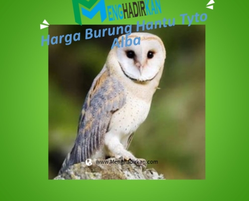 Harga Burung Hantu Tyto Alba