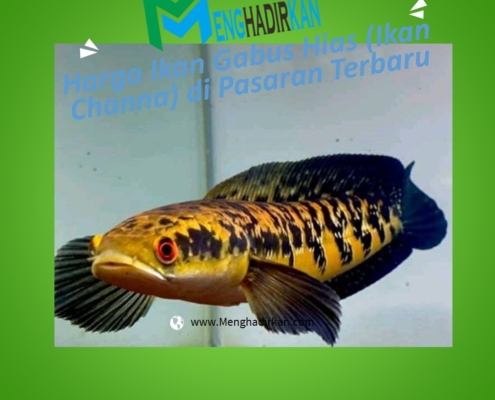 Harga Ikan Gabus Hias (Ikan Channa) di Pasaran Terbaru