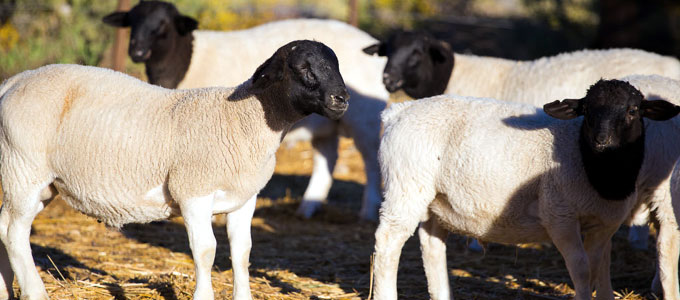 Domba dorper (sumber: raisingsheep.net)