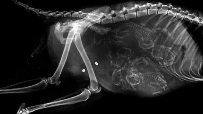 750x500-13-penampakan-hewan-hamil-di-x-ray-nggak-nyangka-banget-161113c Biaya X Ray Anjing Kucing Terbaru