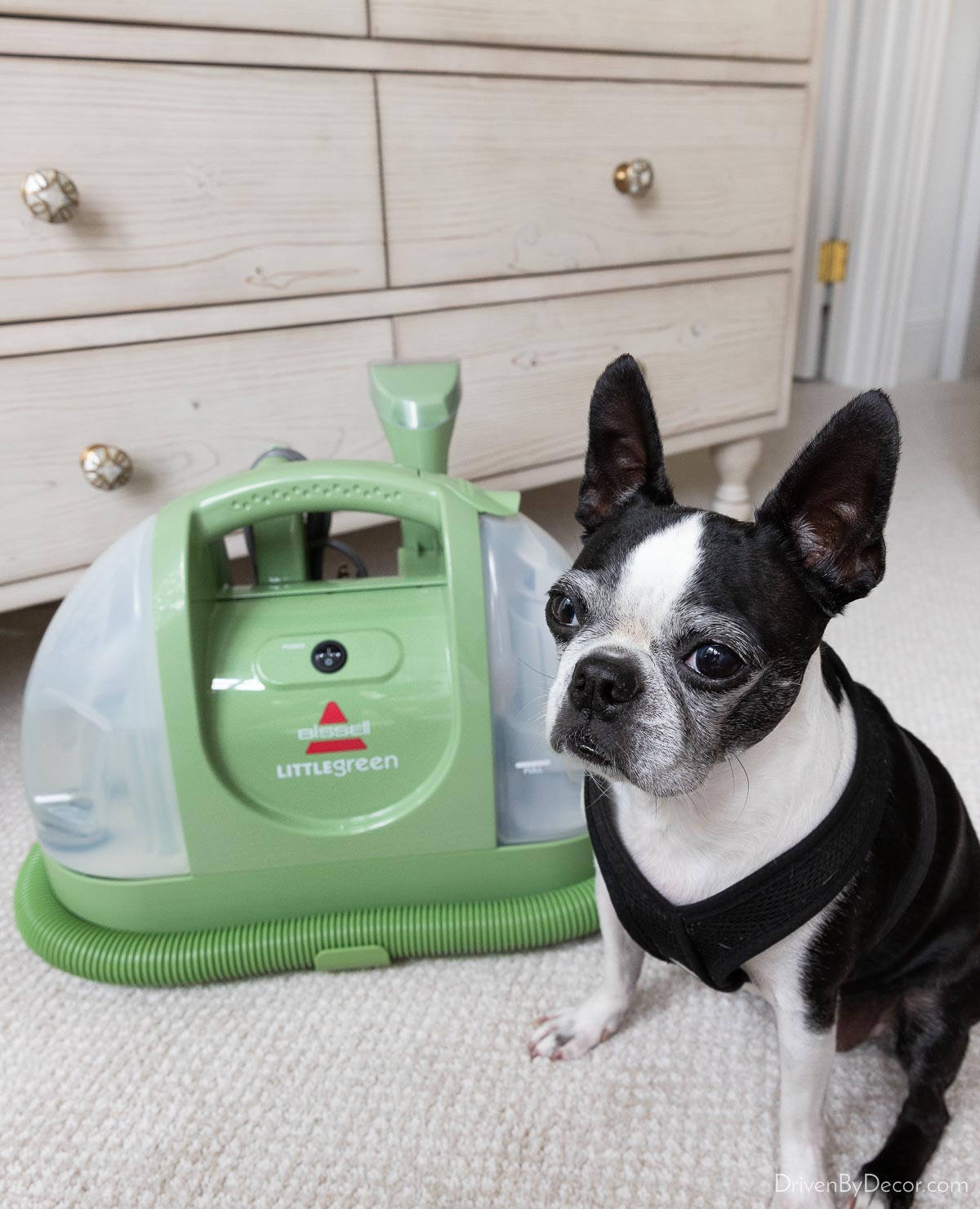 Bissell portable carpet cleaner (with our dog Cricket!)