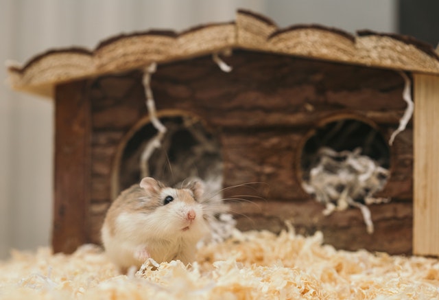 hewan peliharaan hamster