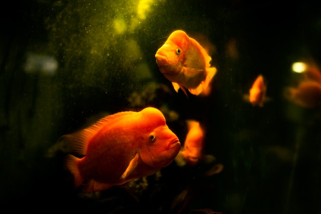 hewan peliharaan ikan mas koki