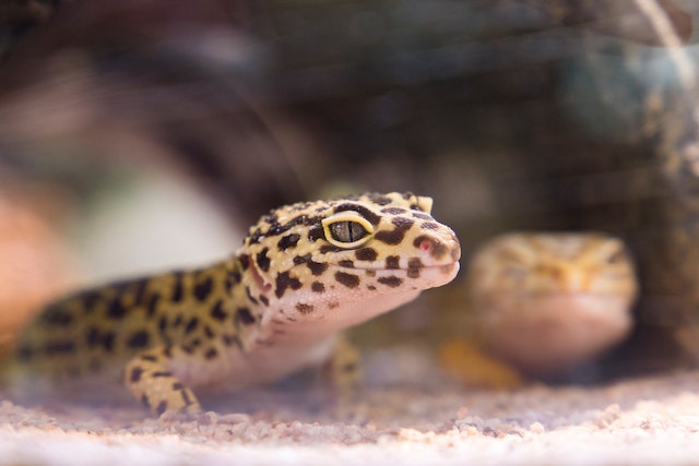 gecko