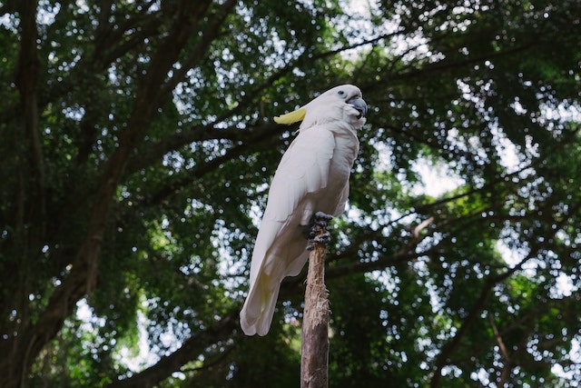 hewan peliharaan burung kakatua