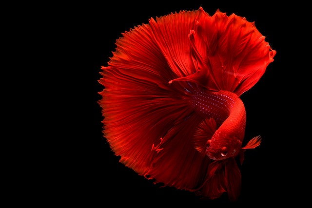 hewan peliharaan ikan cupang