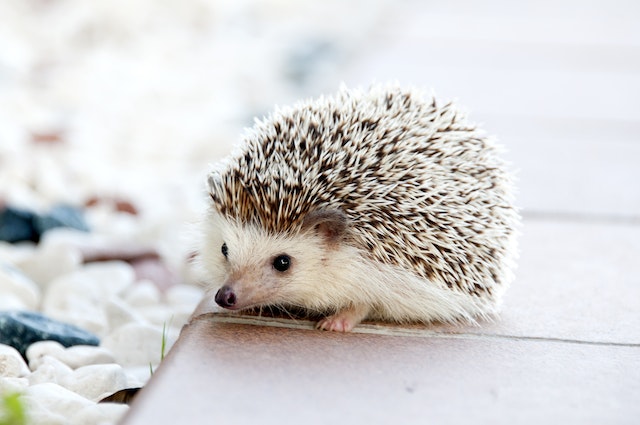 hewan peliharaan hamster