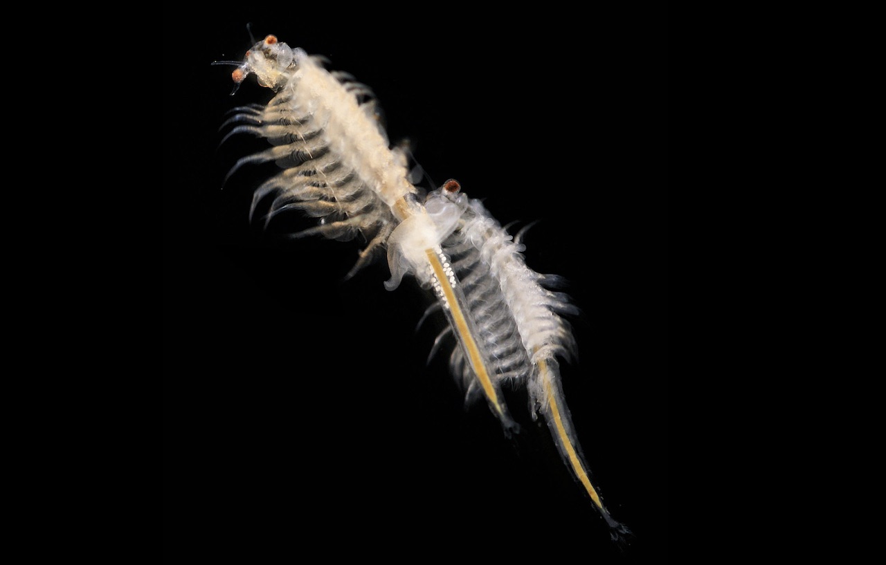 sea monkey