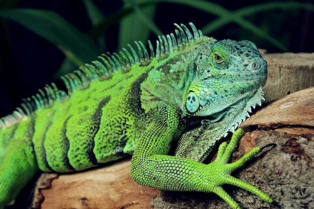 iguana