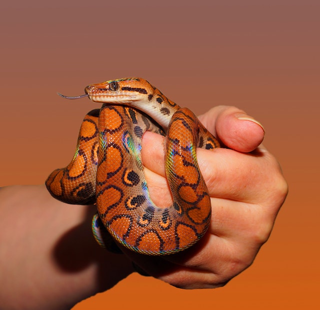 ular