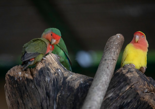 hewan peliharaan burung
